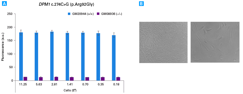 Assessing the performance of the Guide-it SNP Screening Kit across a range of cell densities