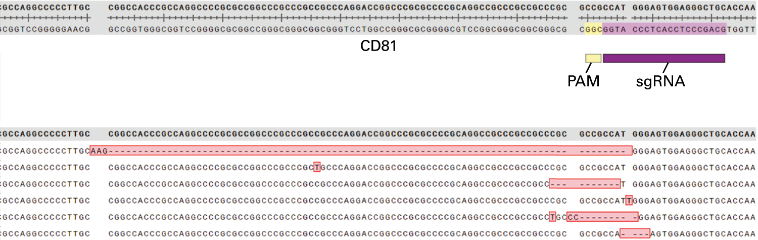 Figure 11. Sequence analysis of six clones obtained from cells transfected with Cas9/sgRNA targeting the CD81 gene.