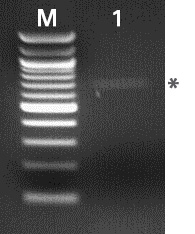 Flow cytometry analysis of HT1080-AcGFP1 cells.