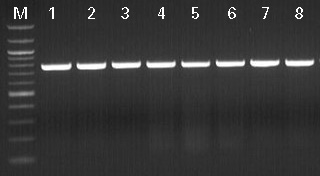 Flow cytometry analysis of HT1080-AcGFP1 cells.