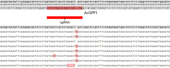 Figure 6. Sequencing results of the AcGFP1 target sequences obtained from eight different clones.