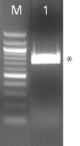 Figure 9. PCR products from amplification of the targeted CD81 site from the cell population analyzed in Figure 7.