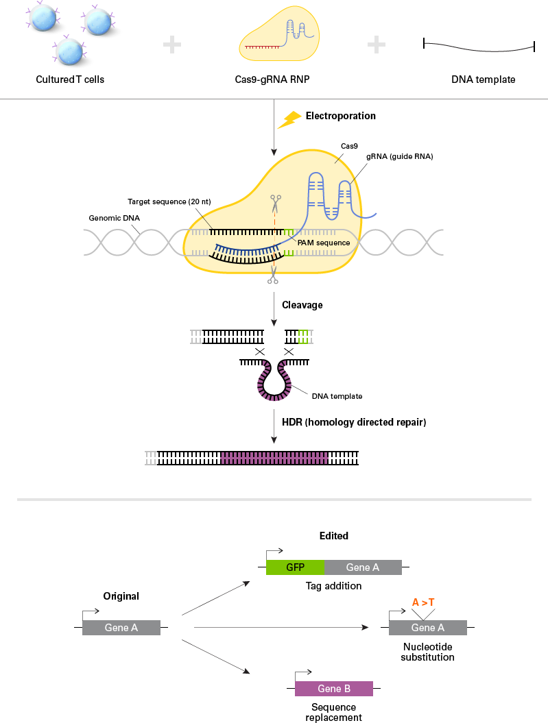 T-cell engineering workflow and applications