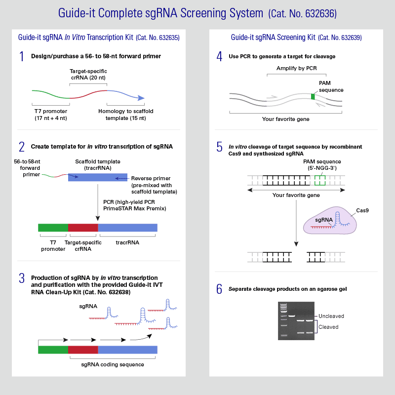 Schematic highlighting the key steps for using the Guide-it Complete sgRNA Screening System.