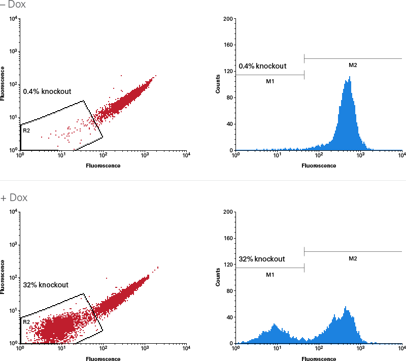 Inducible knockout of CD81 in Jurkat cells