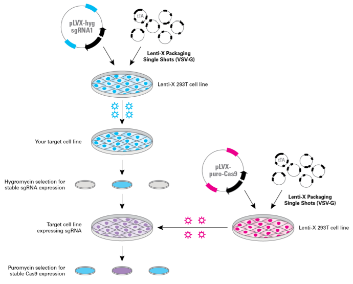 Lenti-X CRISPR/Cas9 system