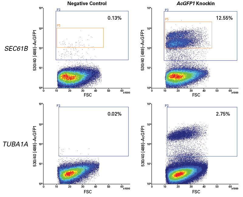 FACS analysis of AcGFP1 knockin efficiences at SEC61B and TUBA1A.