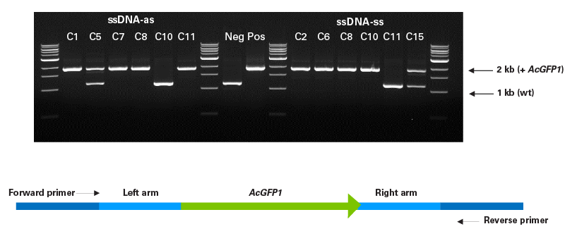 PCR analysis of AcGFP1 knockin at the SEC61B locus in clonal populations isolated by FACS.