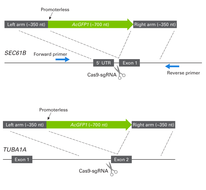 Design of ssDNA template for knockin of AcGFP1 at SEC61B.