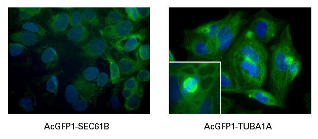 In vivo expression of AcGFP1 fusion proteins in cells edited using Cas9-sgRNA RNPs and ssDNA HDR templates.