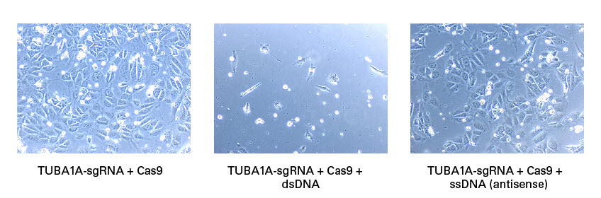 Electroporation of ssDNA results in lower toxicity relative to electroporation of dsDNA.