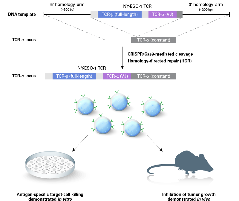 Reprogramming T cell antigen specificity