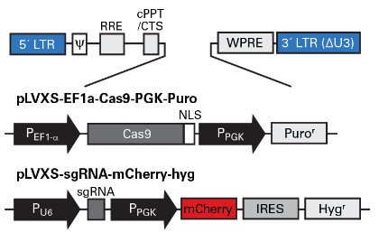 CRISPR sgRNA library vector backbone