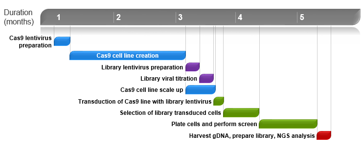 CRISPR sgRNA library screening timeline