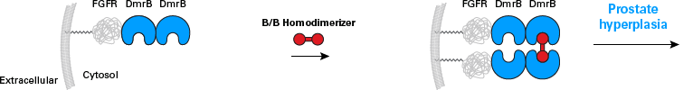 Ligand-induced dimerization & activation of FGFR in mouse prostate