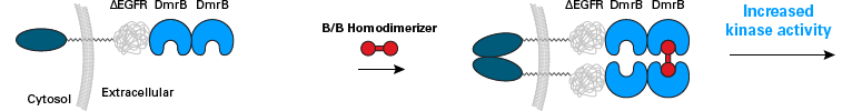 Ligand-induced dimerization of deltaEGFR