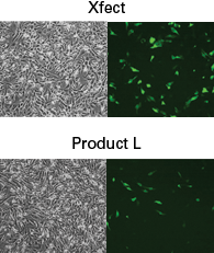 Transfection of primary rat cardiomyocytes with Xfect Transfection Reagent