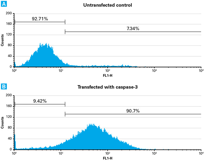 Complete induction of an early apoptosis event within 2 hours via protein transfection of active caspase-3.