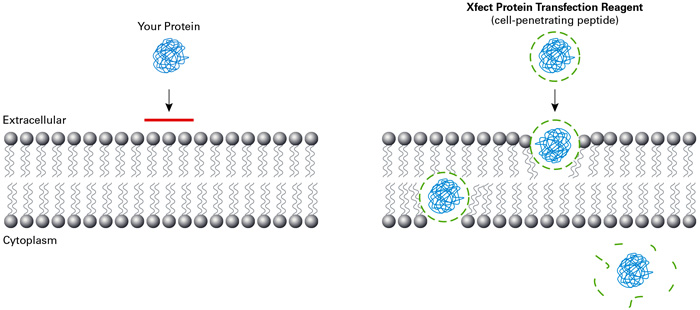 Simple, rapid protein transfection with Xfect Protein Transfection Reagent.