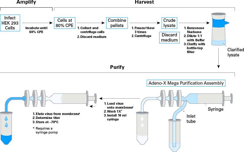 Adeno-X Mega purification kit protocol