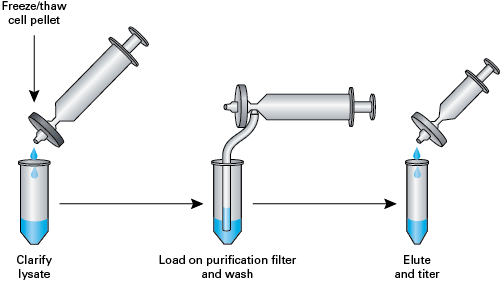 The Adeno-X Maxi Purification Kit protocol