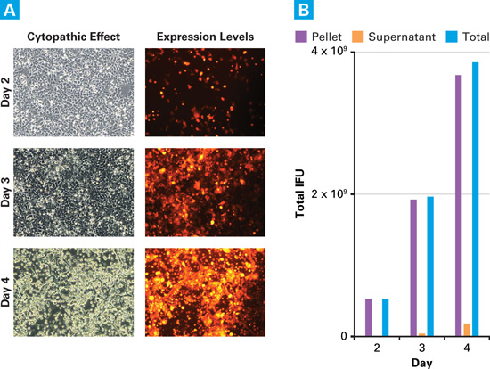 Adenoviral yields from cell pellets and supernatants vs. the cytopathic effect