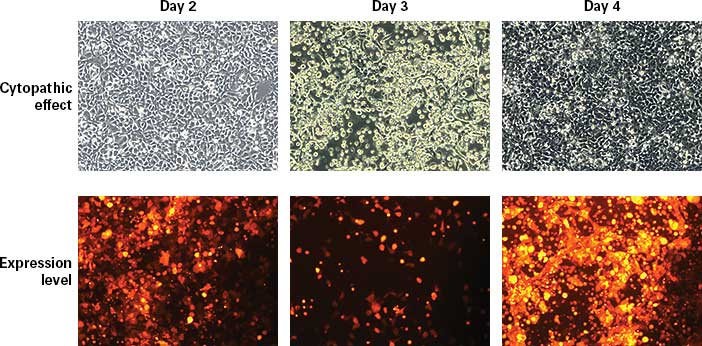 Progression of the CPE and fluorescent protein expression in infected HEK 293 cells