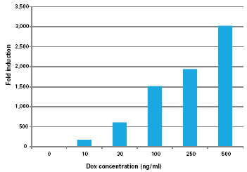 Adeno-X Tet-On 3G Systems generate very high-fold induction