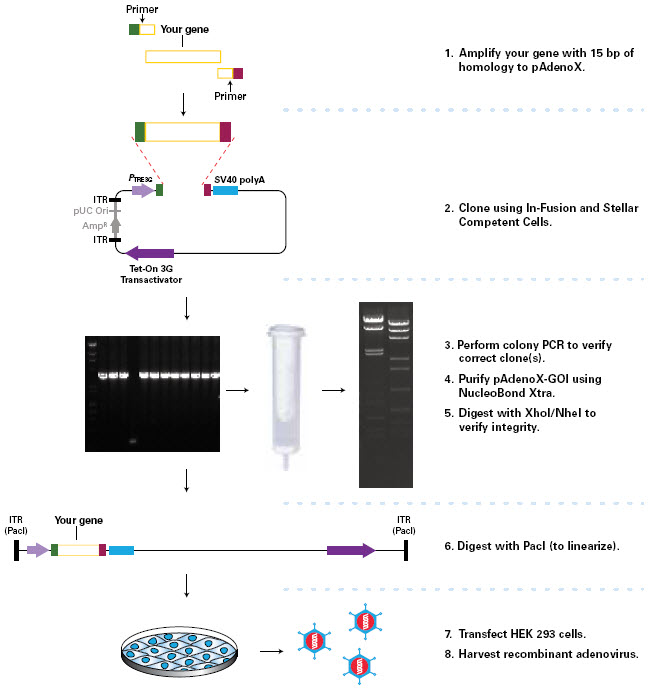 Constructing recombinant adenovirus with In-Fusion technology