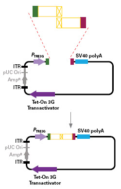 Create a point mutation and clone in one step using In-Fusion.