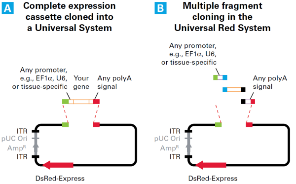 The Universal Adeno-X Expression Systems contain vectors that lack a promoter and polyA signal in the cloning site. 