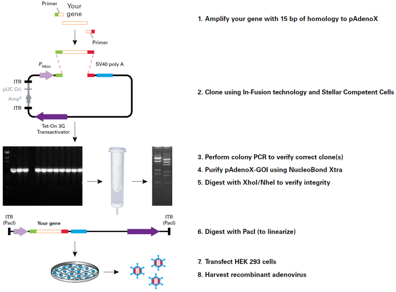  Constructing recombinant adenovirus with In-Fusion technology