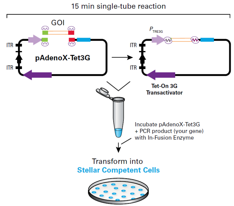 The Adeno-X Adenoviral System 3 is fast, simple, and efficient 