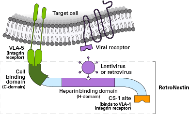 Schematic for hypothesized mechanism of action for RetroNectin-mediated transduction