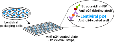 p24 ELISA kit for lentiviral titration