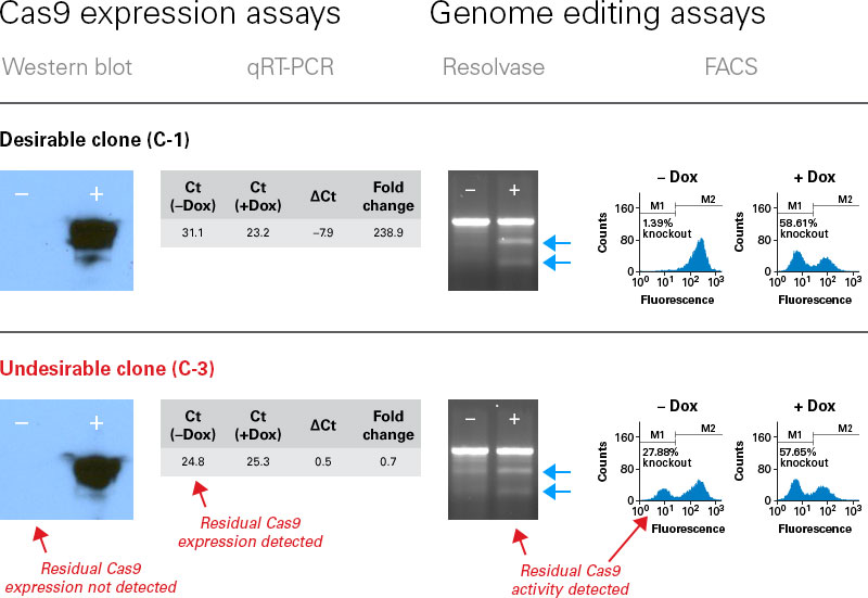 Choosing an optimal clone for inducible genome editing in HEK293 cells