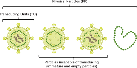 Physical viral particles versus transducing units