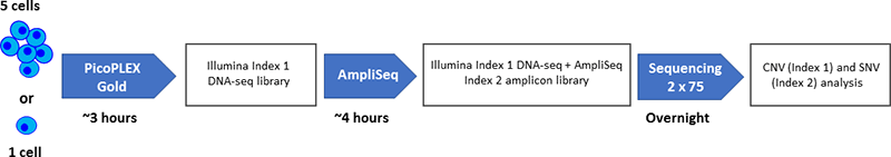 Workflow and timeline for SNV and CNV analysis using PicoPLEX Gold and AmpliSeq 