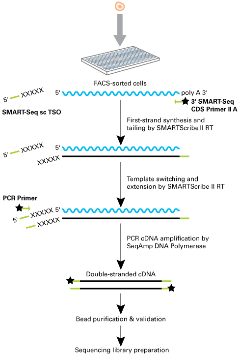 SMART-Seq Single Cell Kit workflow