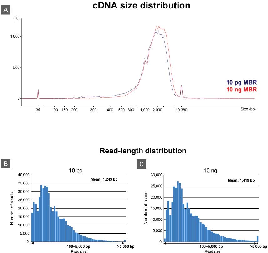 SMART-Seq mRNA LR generates barcoded cDNA with a wide range of fragment lengths.