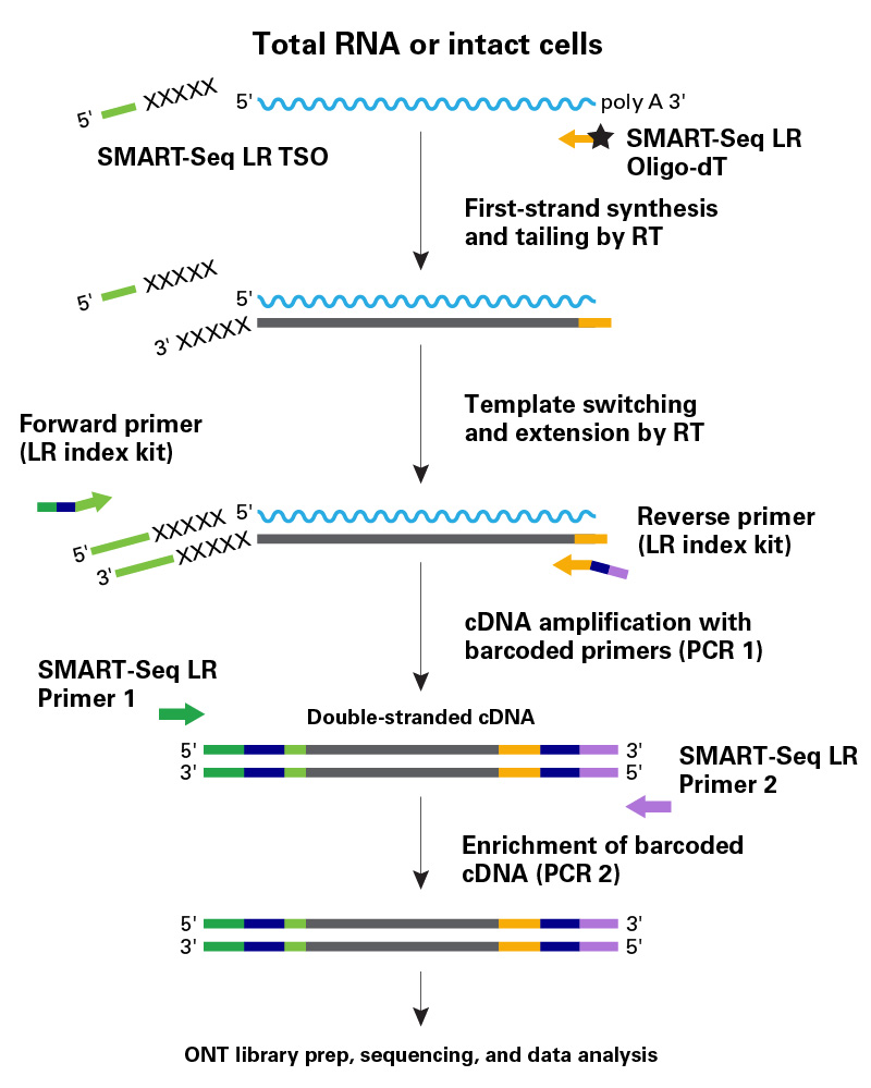 Library preparation workflow for the SMART-Seq mRNA Long Read kit.