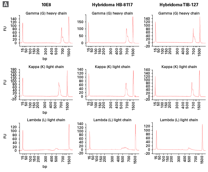 Accurate amplification of all five subclasses of IgG