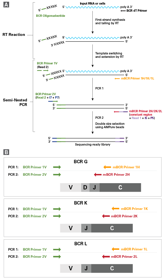 SMARTer Mouse BCR IgG H/K/L Profiling Kit workflow