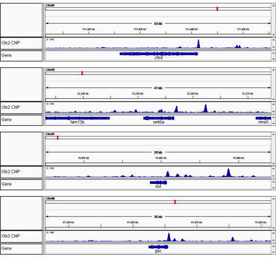 ChIP-seq data derived from Xenopus gastrulae using our ThruPLEX DNA-Seq kit