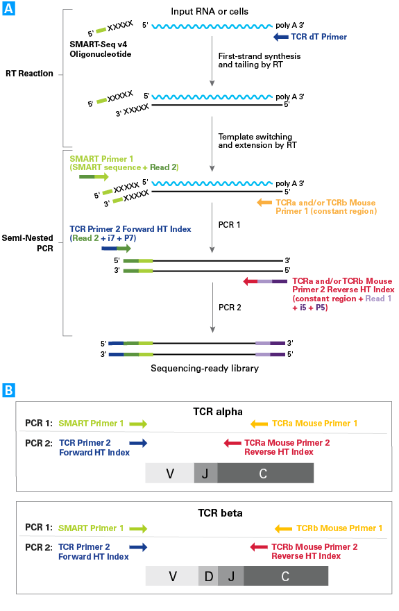 TCR profiling library prep workflow and PCR strategy