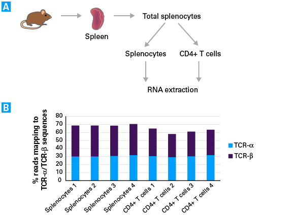 Assessment of TCR diversity in mouse spleen samples