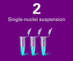 2: Single-nuclei suspension