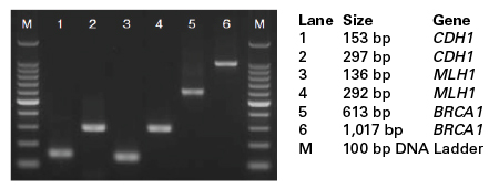 EpiTaq HS DNA Polymerase provides high yields for a broad range of target sizes