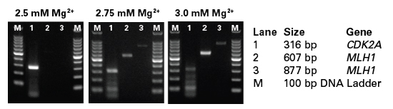 Bisulfite treatment of HeLa genomic DNA was performed with the MethylEasyâ„¢ Xceed Rapid DNA Bisulfite Modification Kit.