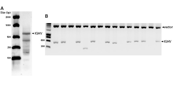 Amplification and cloning of a human IGHV